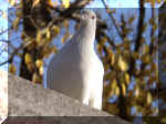 White Pigeon Stare.jpg (65587 bytes)