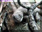 4-15 Lizard under branch.jpg (128010 bytes)