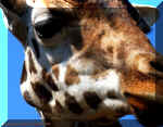 Gentle Gerry the Giraffe Picture 037.jpg (136720 bytes)