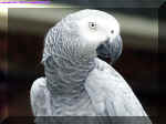 Gray_parrot.jpg (178763 bytes)