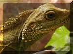 lizard4.jpg (139311 bytes)